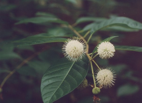 Buttonbush